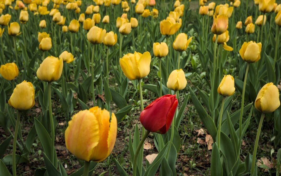 ما الفرق بين مظلات القماش ومظلات شينكو؟